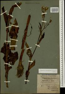 Lactuca macrophylla subsp. macrophylla, Кавказ, Краснодарский край и Адыгея (K1a) (Россия)