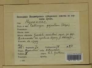 Calliergon giganteum (Schimp.) Kindb., Гербарий мохообразных, Мхи - Центральное Нечерноземье (B6) (Россия)