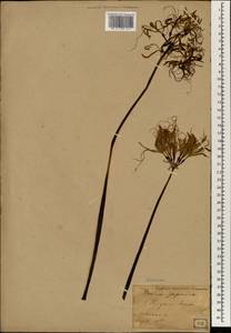 Lycoris radiata (L'Hér.) Herb., Зарубежная Азия (ASIA) (Япония)