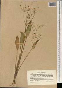 Частуха злаковая Lej., Зарубежная Азия (ASIA) (Афганистан)