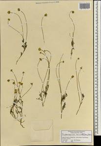Tripleurospermum auriculatum (Boiss.) Rech. fil., Зарубежная Азия (ASIA) (Израиль)