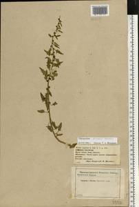 Blitum virgatum subsp. virgatum, Восточная Европа, Центральный лесостепной район (E6) (Россия)
