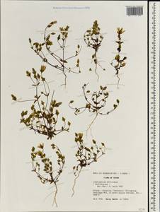 Lomatogonium deltoideum, Зарубежная Азия (ASIA) (КНР)