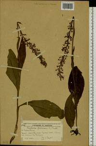 Тулотис буреющая (L.) Kraenzl., Сибирь, Дальний Восток (S6) (Россия)