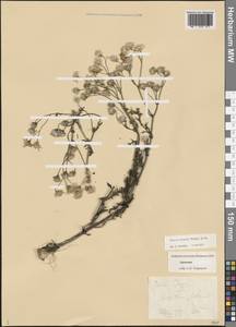 Крестовник весенний Waldst. & Kit., Кавказ, Армения (K5) (Армения)