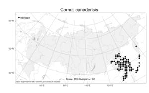 Cornus canadensis, Кизил канадский L., Атлас флоры России (FLORUS) (Россия)