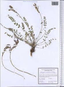 Astragalus rostratus C. A. Mey., Зарубежная Азия (ASIA) (Иран)