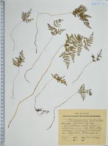 Голокучник континентальный (Petrov) Pojark., Сибирь, Дальний Восток (S6) (Россия)