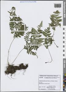 Диплазиум сибирский (Turcz. ex Kunze) Sa.Kurata, Сибирь, Центральная Сибирь (S3) (Россия)