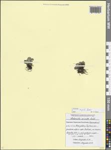 Манжетка шелковистая Rchb., Кавказ, Ставропольский край, Карачаево-Черкесия, Кабардино-Балкария (K1b) (Россия)