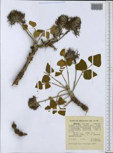 Erythrina abyssinica DC., Африка (AFR) (Эфиопия)