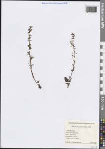 Вероника горечавковая Vahl, Кавказ, Азербайджан (K6) (Азербайджан)