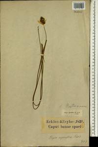 Elegia asperiflora (Nees) Kunth, Африка (AFR) (ЮАР)