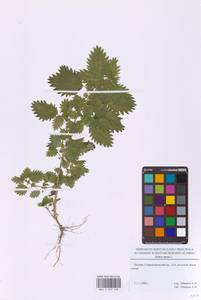 Крапива жгучая L., Восточная Европа, Московская область и Москва (E4a) (Россия)