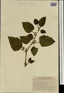 Physalis minimaculata Waterf., Зарубежная Азия (ASIA) (Индия)