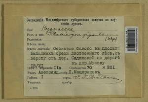 Calliergon giganteum (Schimp.) Kindb., Гербарий мохообразных, Мхи - Москва и Московская область (B6a) (Россия)