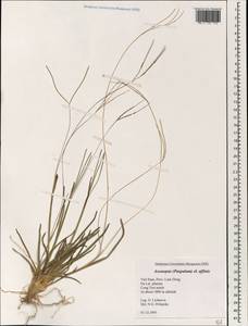 Axonopus fissifolius (Raddi) Kuhlm., Зарубежная Азия (ASIA) (Вьетнам)