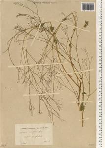 Gypsophila ruscifolia Boiss., Зарубежная Азия (ASIA) (Турция)