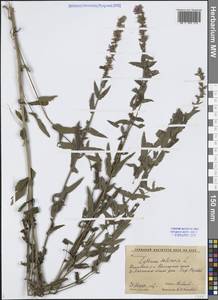 Дербенник иволистный L., Сибирь, Дальний Восток (S6) (Россия)