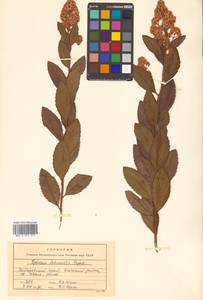 Спирея иволистная, Таволга иволистная L., Сибирь, Дальний Восток (S6) (Россия)