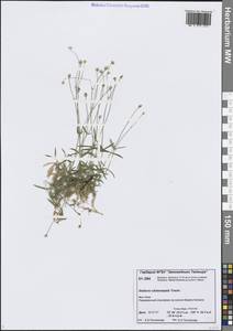 Звездчатка длинночерешковая, Сибирь, Центральная Сибирь (S3) (Россия)