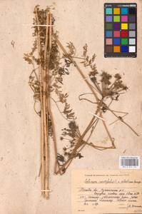 Гирча тминолистная (L.) L., Восточная Европа, Московская область и Москва (E4a) (Россия)