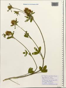 Trifolium ochroleucon subsp. ochroleucon, Кавказ, Черноморское побережье (от Новороссийска до Адлера) (K3) (Россия)