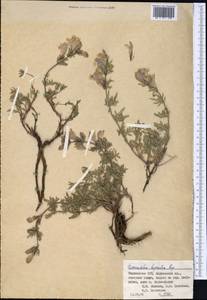 Змееголовник дваждыперистый Rupr., Средняя Азия и Казахстан, Памир и Памиро-Алай (M2) (Таджикистан)