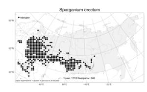 Sparganium erectum, Ежеголовник прямой, Ежеголовник прямостоячий L., Атлас флоры России (FLORUS) (Россия)