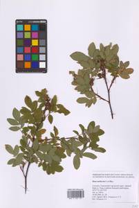 Шиповник даурский Pall., Сибирь, Дальний Восток (S6) (Россия)