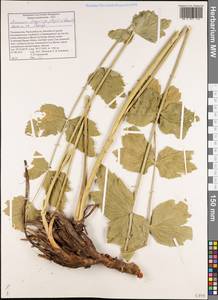 Семеновия опушенноплодная (Regel & Schmalh.) Korovin ex Pimenov & V. N. Tikhom., Средняя Азия и Казахстан, Памир и Памиро-Алай (M2) (Таджикистан)