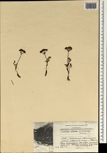 Schulzia dissecta (C. B. Clarke) C. Norman, Зарубежная Азия (ASIA) (КНР)