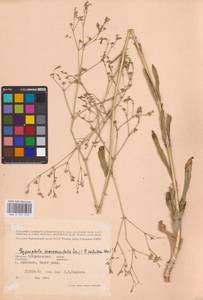 Качим козелецолистный Ser., Восточная Европа, Нижневолжский район (E9) (Россия)