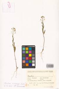 Рыжик мелкоплодный Andrz. ex DC., Восточная Европа, Восточный район (E10) (Россия)