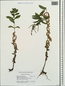 Кипрей волосистый, Кипрей мохнатый L., Крым (KRYM) (Россия)