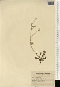 Лаунея отпрысковая (Willd.) Sch. Bip. ex Kuntze, Зарубежная Азия (ASIA) (Индия)