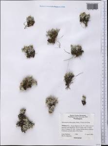 Antennaria dimorpha (Nutt.) Torr. & A. Gray, Америка (AMER) (США)