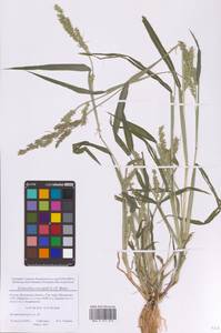 Ежовник обыкновенный, Куриное просо (L.) P.Beauv., Восточная Европа, Московская область и Москва (E4a) (Россия)