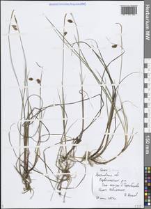 Осока топяная L., Восточная Европа, Центральный лесной район (E5) (Россия)