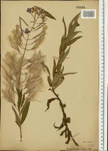 Иван-чай узколистный (L.) Scop., Восточная Европа, Центральный лесостепной район (E6) (Россия)