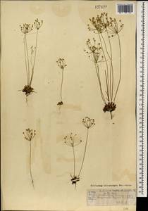 Проломник северный L., Монголия (MONG) (Монголия)