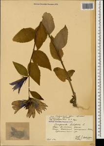 Колокольчик широколистный L., Кавказ, Южная Осетия (K4b) (Южная Осетия)