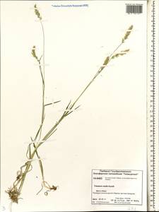 Koeleria spicata subsp. spicata, Сибирь, Центральная Сибирь (S3) (Россия)