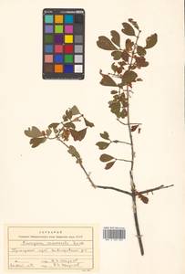 Бересклет крылатый (Thunb.) Siebold, Сибирь, Дальний Восток (S6) (Россия)