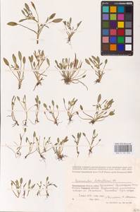 Лютик длиннолистный L., Восточная Европа, Нижневолжский район (E9) (Россия)