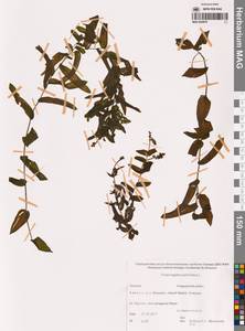 Рдест пронзеннолистный, Рдест стеблеобъемлющий L., Сибирь, Чукотка и Камчатка (S7) (Россия)