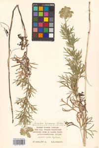 Борец корейский (H.Lév.) Rapaics, Сибирь, Дальний Восток (S6) (Россия)