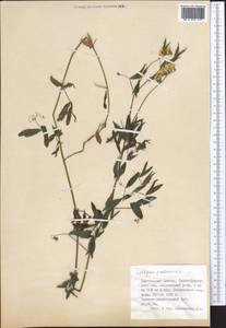 Чина луговая L., Средняя Азия и Казахстан, Джунгарский Алатау и Тарбагатай (M5) (Казахстан)