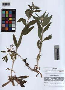 KUZ 004 470, Гвоздика бородатая L., Сибирь, Алтай и Саяны (S2) (Россия)