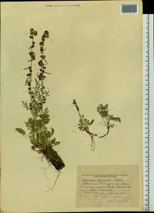 Artemisia laciniata subsp. laciniata, Сибирь, Алтай и Саяны (S2) (Россия)